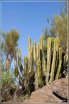 Euphorbia canariensis 