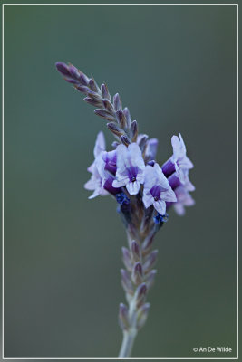 Lavandula canariensis ?