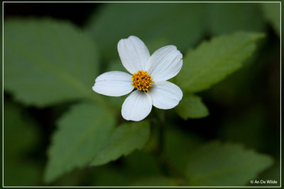 Bidens Pilosa - tandzaad spec.