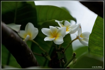 Plumeria rubra - Tempelboom - Frangipani 