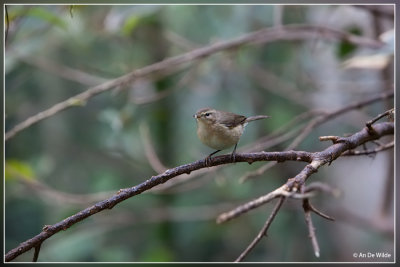 Canarische Tjiftjaf - Phylloscopus canariensis