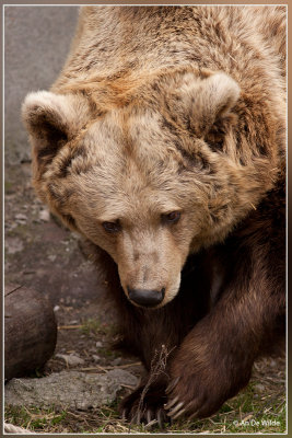 Europese bruine beer - Ursus arctos arctos