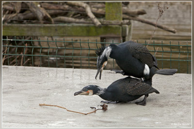 Grote Aalscholver - Phalacrocorax carbo carbo