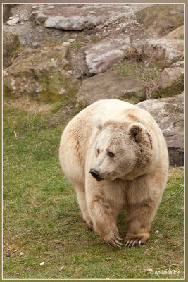 Europese bruine beer - Ursus arctos arctos