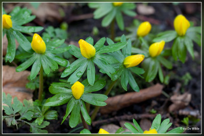 Winterakoniet  - Eranthis hyemalis