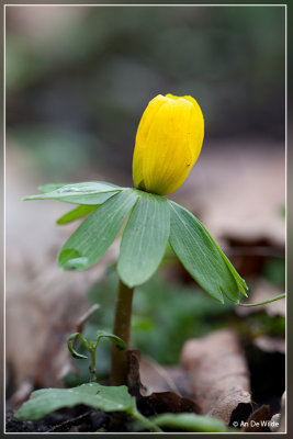 Winterakoniet  - Eranthis hyemalis