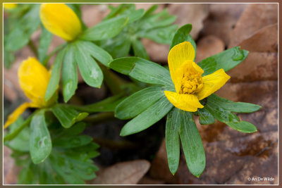 Winterakoniet  - Eranthis hyemalis