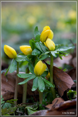 Winterakoniet  - Eranthis hyemalis