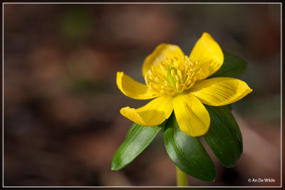 Winterakoniet  - Eranthis hyemalis