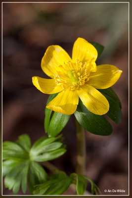 Winterakoniet  - Eranthis hyemalis