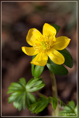 Winterakoniet  - Eranthis hyemalis