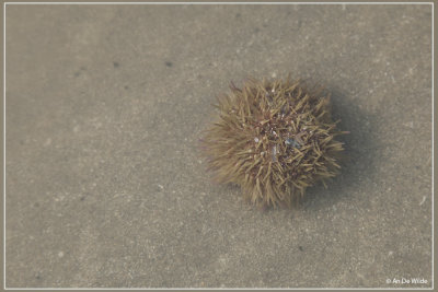 Kleine zeeappel - Psammechinus miliaris