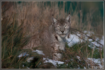 Euraziatische lynx - Lynx lynx