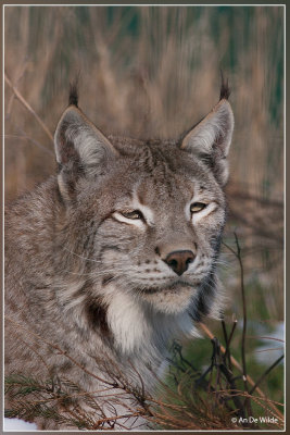 Euraziatische lynx - Lynx lynx