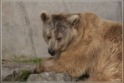 Europese bruine beer - Ursus arctos arctos
