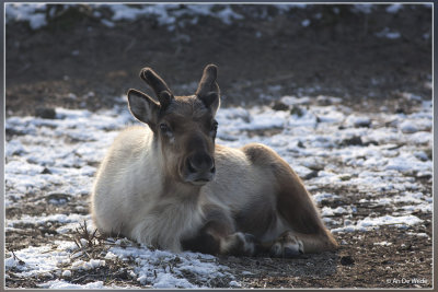 Rendier - Rangifer tarandus