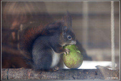 Rode eekhoorn of gewone eekhoorn - Sciurus vulgaris