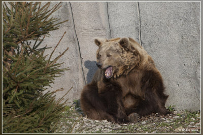 Europese bruine beer - Ursus arctos arctos