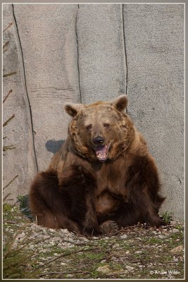 Europese bruine beer - Ursus arctos arctos