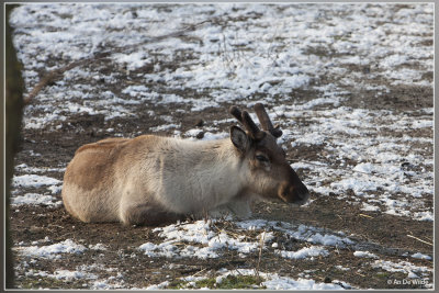 Rendier - Rangifer tarandus