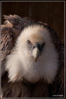 Vale gier - Gyps fulvus