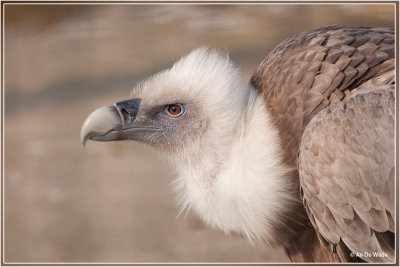 Vale gier - Gyps fulvus