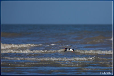 Scholekster - Haematopus ostralegus