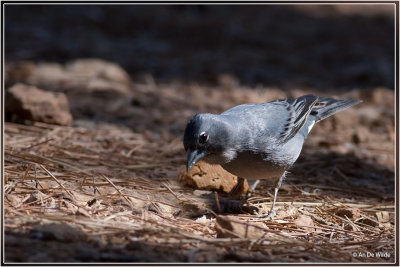 Blauwe vink - Fringilla teydea