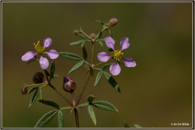 Fagonia albiflora