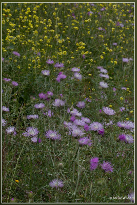 Galactites tomentosa