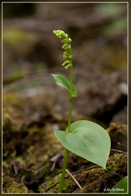 Gennaria diphylla