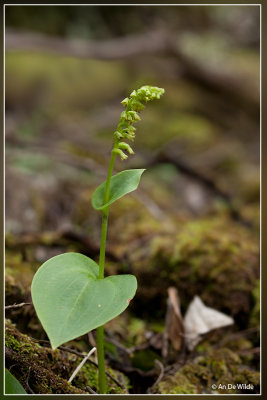 Gennaria diphylla