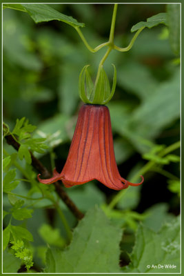 Canarisch klokje - Canarina canariensis