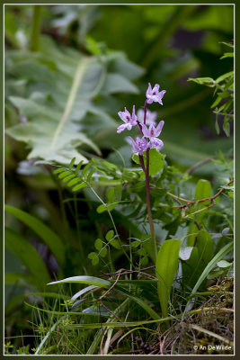 Orchis canariensis