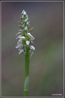 Nonnetjesorchis - Neotinea maculata