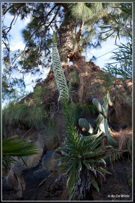 Echium simplex