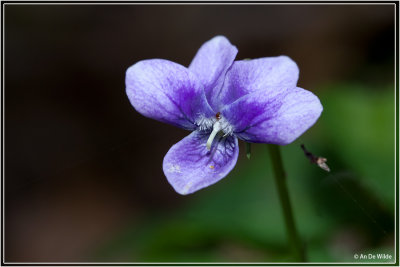 Anaga viooltje - Viola anagae