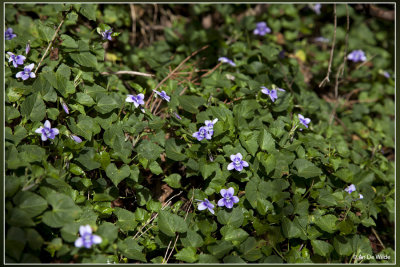 Anaga viooltje - Viola anagae