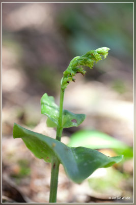 Gennaria diphylla