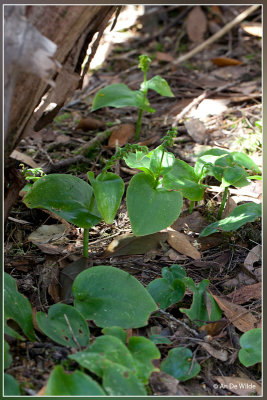 Gennaria diphylla