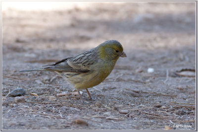 echte Wilde kanarie  Serinus canaria