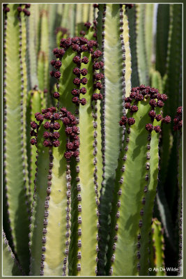 Canarische wolfsmelk (potloodplant) -Euphorbia canariensis