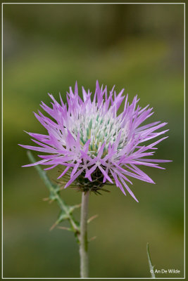 Galactites tomentosa