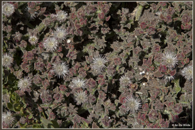 Ijskruid of ijsplantje - Mesembryanthemum crystallinum