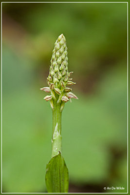 Nonnetjesorchis - Neotinea maculata