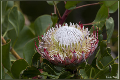 Koningsprotea - Protea cynaroides