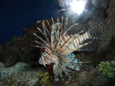 Testing out my new camera on the fish