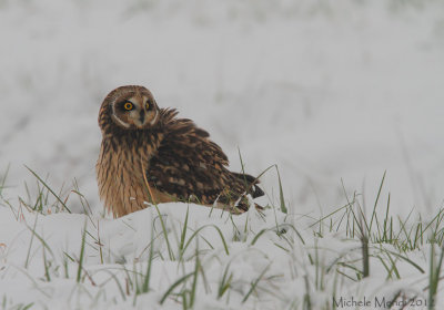 Short eared owl