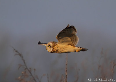 Short eared owl