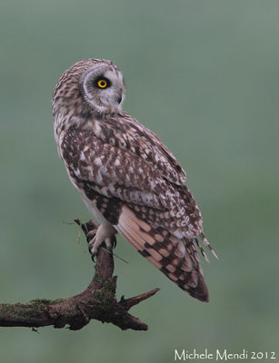 Short eared owl
